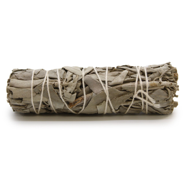 Gros plan sur la Sauge de Rêve